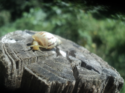 Banded Cone