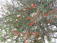 Psittacanthus sonorae