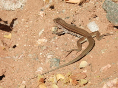 Mexican Pigmy Whiptail photo 5