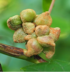 Ampelomyia vitiscoryloides