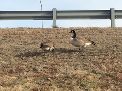 Branta canadensis