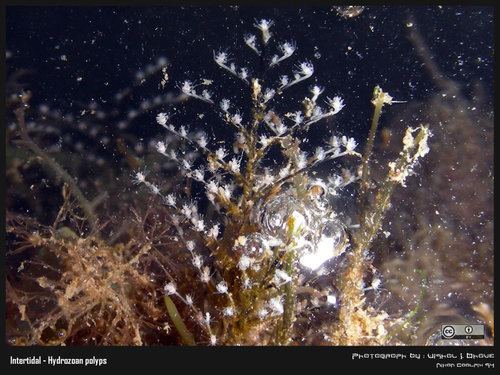 Christmas Tree Hydroid, photo 10 of 10