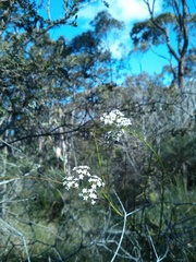 Platysace linearifolia