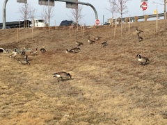 Branta canadensis