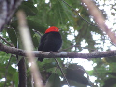 Ceratopipra mentalis