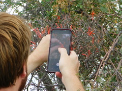 Psittacanthus sonorae