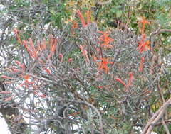 Psittacanthus sonorae