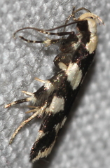 Pseudotelphusa tessella