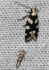 Pseudotelphusa tessella