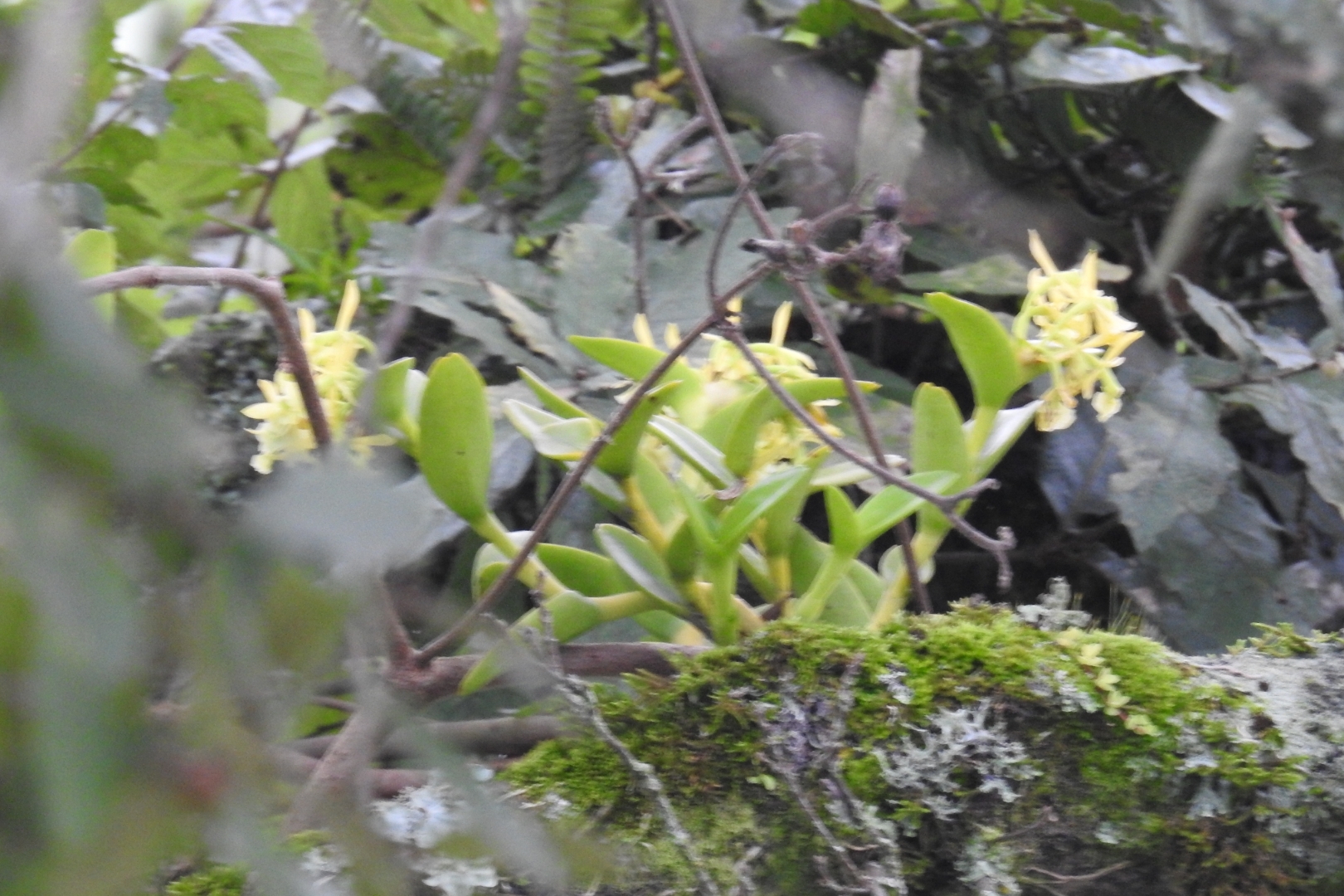 Epidendrum melistagum Hágsater