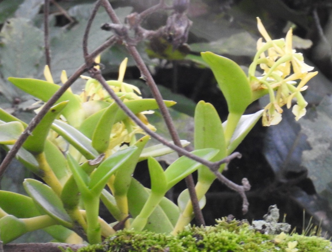 Epidendrum melistagum Hágsater 2