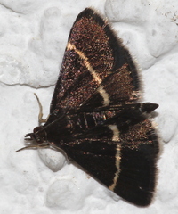 Pyrausta cingulata