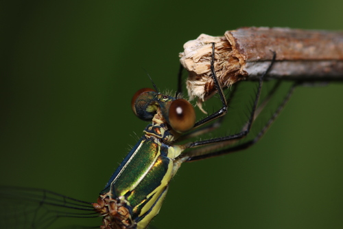 Western Willow Spreadwing, Anna Paulowna, Nederland, photo 10 of 10