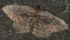 Philereme transversata