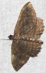 Philereme transversata
