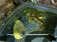 Cormocephalus rubriceps