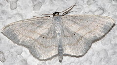 Scopula subpunctaria