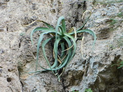 Agave chrysoglossa