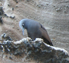 Anous stolidus galapagensis