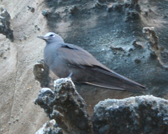 Anous stolidus galapagensis