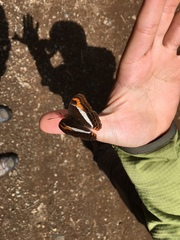 Adelpha corcyra collina