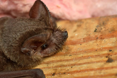 Mexican Free-tailed Bat photographed in North Carolina