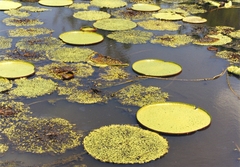 Victoria amazonica