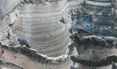 Anous stolidus galapagensis