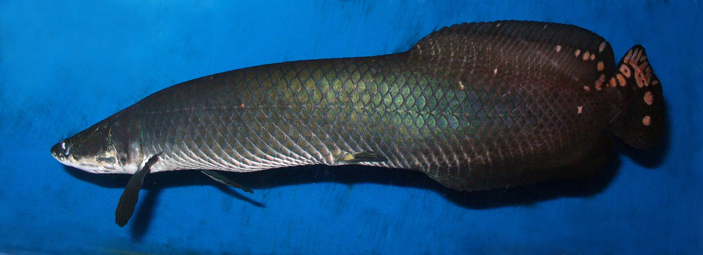Slender Arapaima