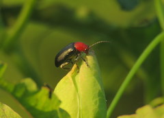 Cacoscelis nigripennis