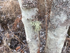Usnea mutabilis