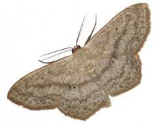Scopula nigropunctata