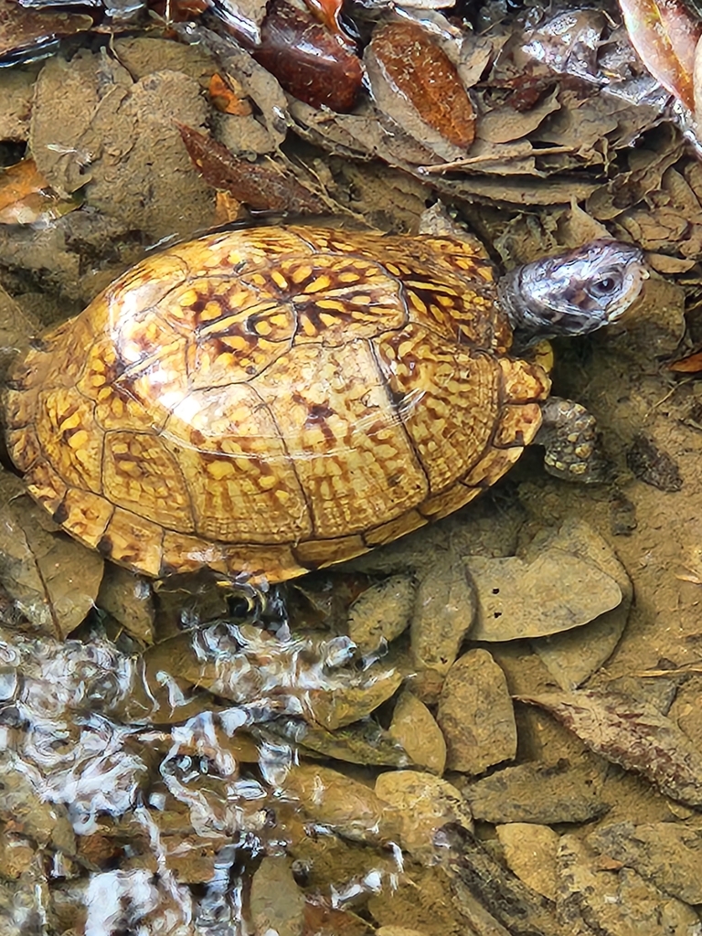 Gulf Coast Box Turtle In July 2023 By Jmo38 · Inaturalist