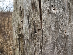 Mycocalicium subtile