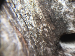 Mycocalicium subtile