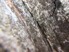 Mycocalicium subtile