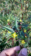 Ludwigia perennis