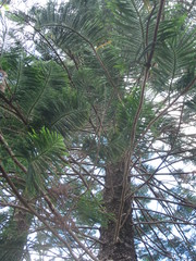Araucaria heterophylla