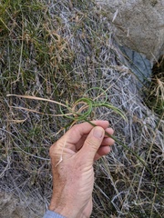 Cyperus dioicus