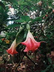 Brugmansia versicolor