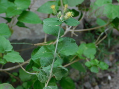 Brickellia rhomboidea