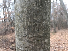 Bacidia circumspecta