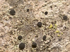 Bacidia circumspecta