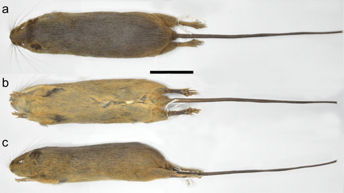 Kutukú Rat (Mindomys kutuku) — Data Deficient Mammalia