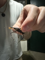 Rhinostomus barbirostris image