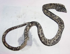 Callechelys marmorata