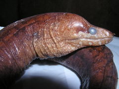 Gymnothorax zonipectis