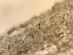 Phaeocalicium populneum