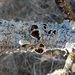 Eastern Speckled Shield Lichen - Photo (c) Bob O'Kennon, some rights reserved (CC BY-NC), uploaded by Bob O'Kennon