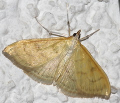 Paratalanta hyalinalis
